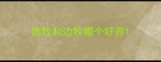 德牧和边牧哪个好养