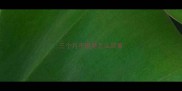 三个月干呕是怎么回事