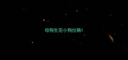 母狗生完小狗拉稀