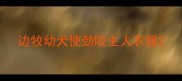 边牧幼犬使劲咬主人衣服