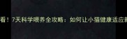 新手必看7天科学喂养全攻略如何让小猫健康适应新家