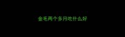 金毛两个多月吃什么好