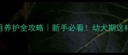 泰迪2个月养护全攻略新手必看幼犬期这样养才健康