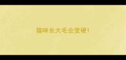 猫咪长大毛会变硬