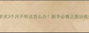 边境牧羊犬3个月不听话怎么办新手必看正面训练全攻略