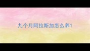 九个月阿拉斯加怎么养
