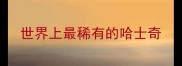 世界上最稀有的哈士奇