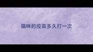 猫咪的疫苗多久打一次