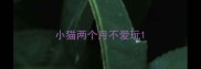 小猫两个月不爱玩