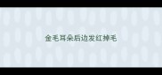 金毛耳朵后边发红掉毛