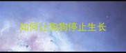 如何让狗狗停止生长