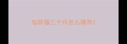 加菲猫三个月怎么喂养