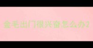 金毛出门很兴奋怎么办