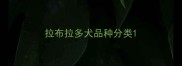 拉布拉多犬品种分类