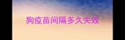 狗疫苗间隔多久失效