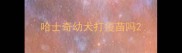 哈士奇幼犬打疫苗吗