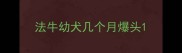 法牛幼犬几个月爆头