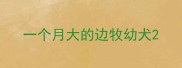 一个月大的边牧幼犬