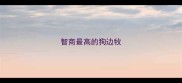 智商最高的狗边牧