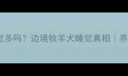哈士奇睡觉多吗边境牧羊犬睡觉真相养狗必看