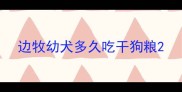 边牧幼犬多久吃干狗粮
