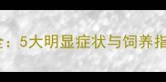 拉布拉多怀孕征兆全5大明显症状与饲养指南附诊断视频
