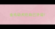 金毛幼犬吃自己牙齿