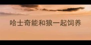 哈士奇能和狼一起饲养