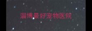 淄博最好宠物医院