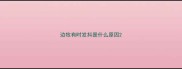 边牧有时发抖是什么原因