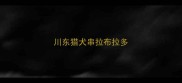 川东猎犬串拉布拉多