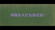 狗隔多久打加强疫苗