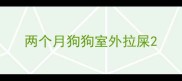 两个月狗狗室外拉屎
