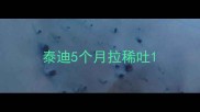 泰迪5个月拉稀吐