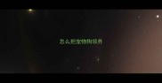 怎么把宠物狗领养