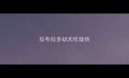 拉布拉多幼犬吃饭快