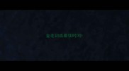金毛训练最佳时间