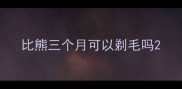 比熊三个月可以剃毛吗