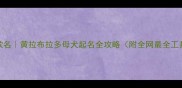 爆款名黄拉布拉多母犬起名全攻略附全网最全工具包
