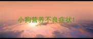 小狗营养不良症状