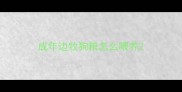 成年边牧狗粮怎么喂养
