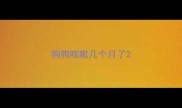 狗狗咳嗽几个月了