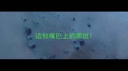 边牧嘴巴上的黑斑