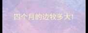 四个月的边牧多大