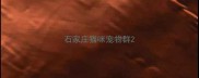 石家庄猫咪宠物群