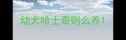 幼犬哈士奇则么养