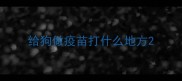 给狗做疫苗打什么地方
