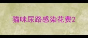 猫咪尿路感染花费