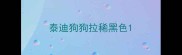 泰迪狗狗拉稀黑色