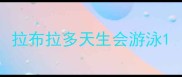 拉布拉多天生会游泳